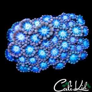 BLUE THUNDER ALVEOPORA
