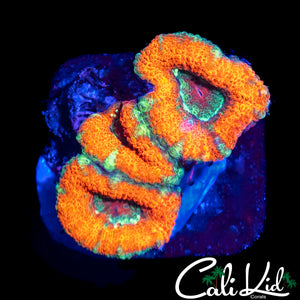RARE ASIAN ACAN TRIPLE