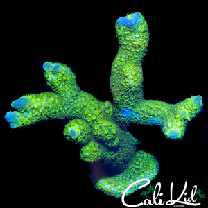 WWC CONTRABAND DIGI (GREEN ONLY)