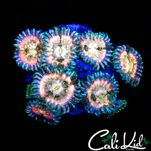 SOUR PUNCH ZOA MINI COLONY