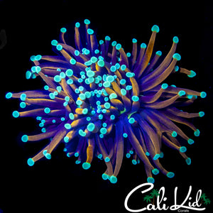 AQUACULTURED TEAL TIP TORCH