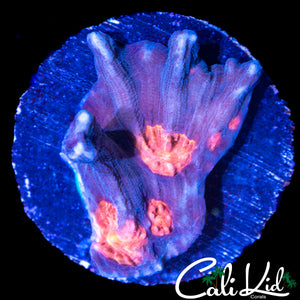 RARE ORANGE EYE PECTINIA