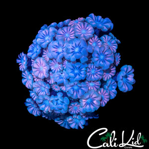 COTTON CANDY ALVEOPORA