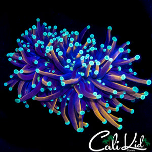 XL AQUACULTURED TEAL TIP TORCH
