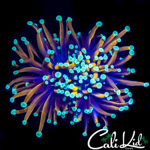 AQUACULTURED TEAL TIP TORCH