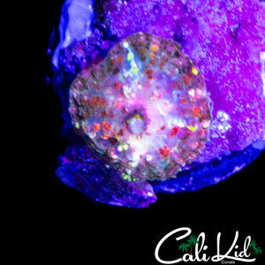 BABY RAINBOW ST THOMAS SHROOM