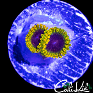 MESOSPHERE ZOA DOUBLE