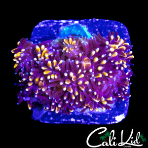 GOLDEN GALAXIA
