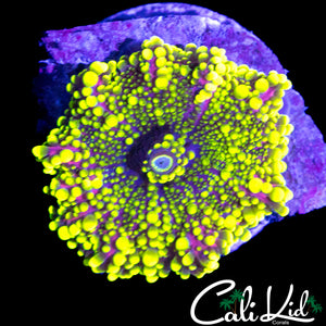 PURPLE / YELLOW BUBBLE YUMA