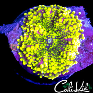 PURPLE / YELLOW BUBBLE YUMA