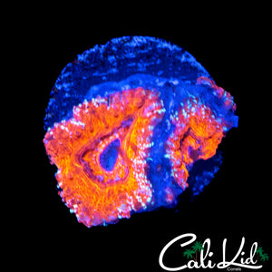 MYSTERY ACAN TRIPLE