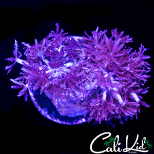 PULSATING XENIA