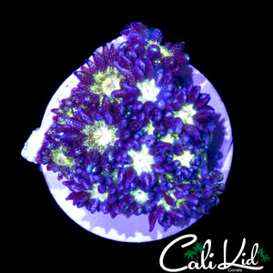 AQUACULTURED GLITTER BOMB GONI