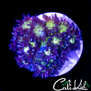 AQUACULTURED GLITTER BOMB GONI