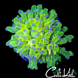 AQUACULTURED PURPLE / GREEN BRANCHING HAMMER