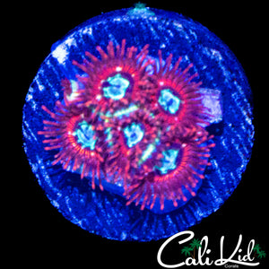 CK SPOTIFY ZOA MINI COLONY