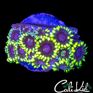 PURPLE BOT MORPH GONI