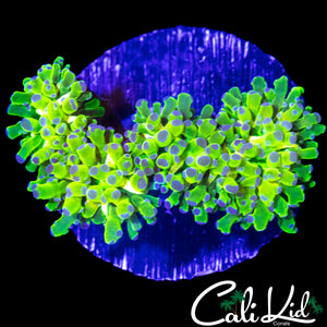 AQUACULTURED PURPLE / GREEN BRANCHING HAMMER (MINI COLONY)