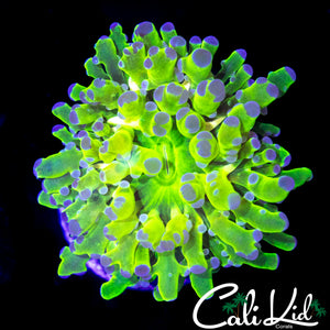 AQUACULTURED PURPLE / GREEN BRANCHING HAMMER