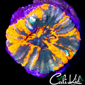 BEAUTIFUL 4 COLOR SCOLY
