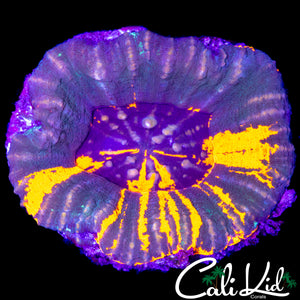 AMAZING 4 COLOR SCOLY