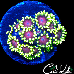 CK PURPLE HAZE GONI