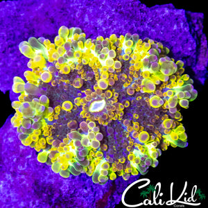 RAINBOW SPOTTED BUBBLE YUMA