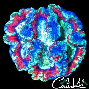 RAINBOW MAZE WELSO