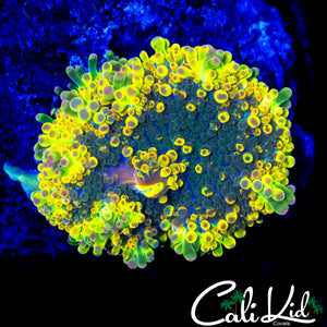 RAINBOW SPOTTED BUBBLE YUMA