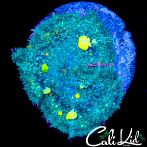 XL BANANA BUBBLE BOUNCE MUSHROOM