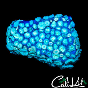 MYSTERY ALVEOPORA