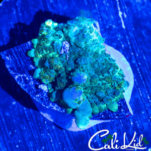 CK CIRCUS BOUNCE MUSHROOM