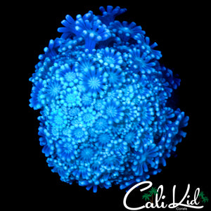 GHOST ALVEOPORA CHUNK