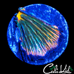 CK UNRELEASED RAINBOW PLATE