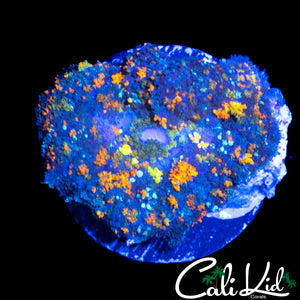 CK UNRELEASED RAINBOW BOUNCE SHROOM