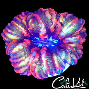 INSANE RIM INDOPHYLLIA