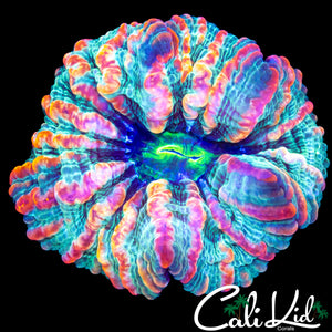 BONKERZ RAINBOW INDOPHYLLIA