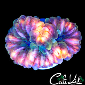 INSANE RAINBOW CYNARINA