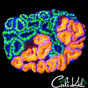 SIC GRAFTED ACAN COLONY