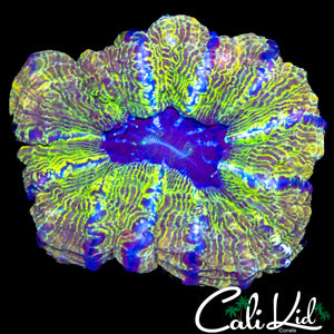 ELECTRIC SLIDE INDOPHYLLIA