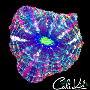 RAINBOW FRANKENSTEIN'S BRIDE INDOPHYLLIA