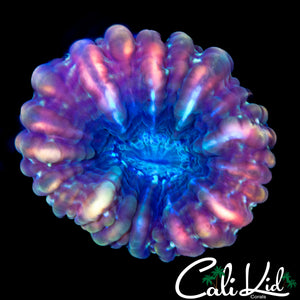 CHERRY BOMB CYNARINA