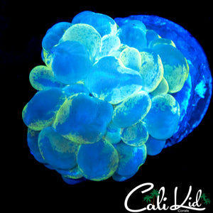 GHOST SPLATTER BUBBLE