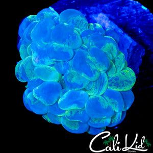 GHOST SPLATTER BUBBLE