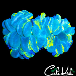 RADIOACTIVE BUBBLE CORAL