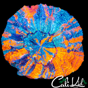XL RAINBOW ACANTHO