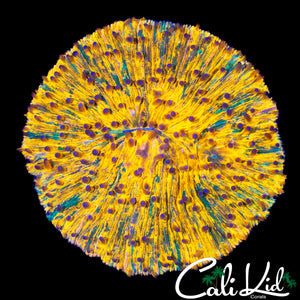 BEN'S PRIVATE COLLECTION RAINBOW PLATE