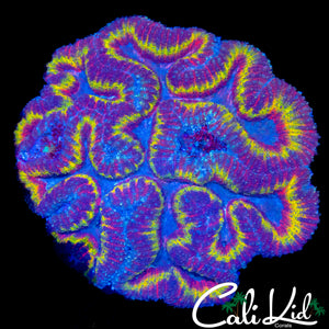 SC SYMPHYLLIA COLONY