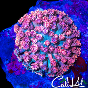 CK UNRELEASED RAINBOW GONI COLONY
