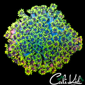 CK RAINBOW TENTACLE GONI COLONY